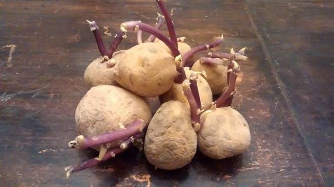 seedpotatoes
