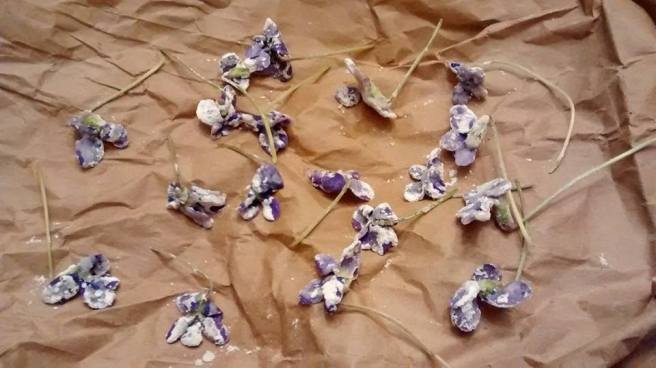 violets on paper