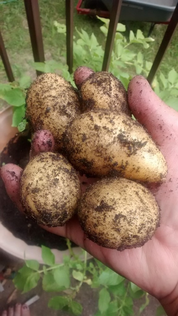 garden-potatoes
